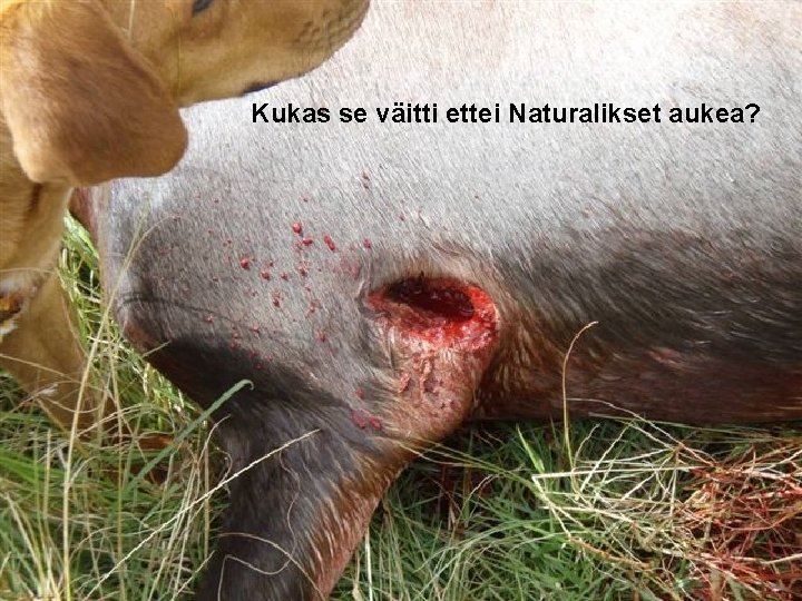 Kukas se väitti ettei Naturalikset aukea? 