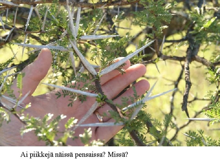 Ai piikkejä näissä pensaissa? Missä? 