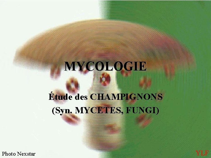 MYCOLOGIE Étude des CHAMPIGNONS (Syn. MYCETES, FUNGI) Photo Nexstar YLF 