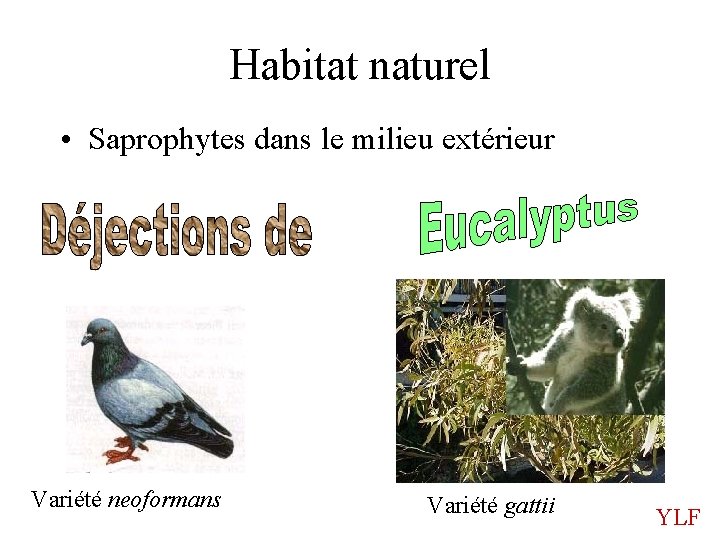 Habitat naturel • Saprophytes dans le milieu extérieur Variété neoformans Variété gattii YLF 
