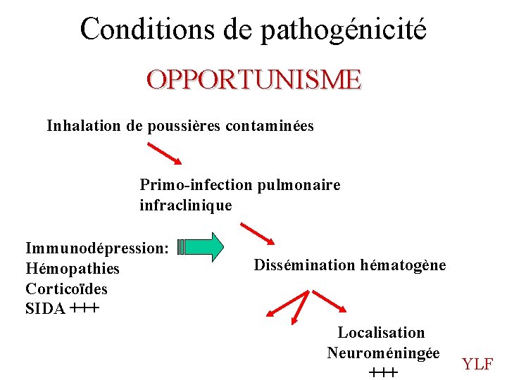 Conditions de pathogénicité OPPORTUNISME Inhalation de poussières contaminées Primo-infection pulmonaire infraclinique Immunodépression: Hémopathies Corticoïdes
