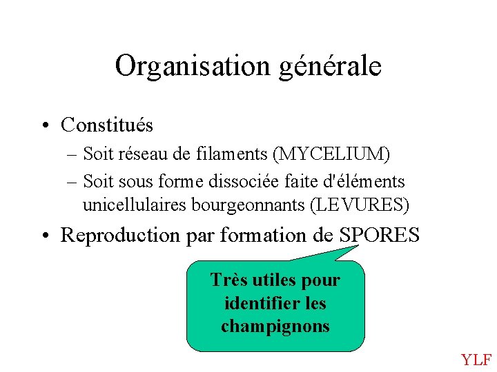 Organisation générale • Constitués – Soit réseau de filaments (MYCELIUM) – Soit sous forme