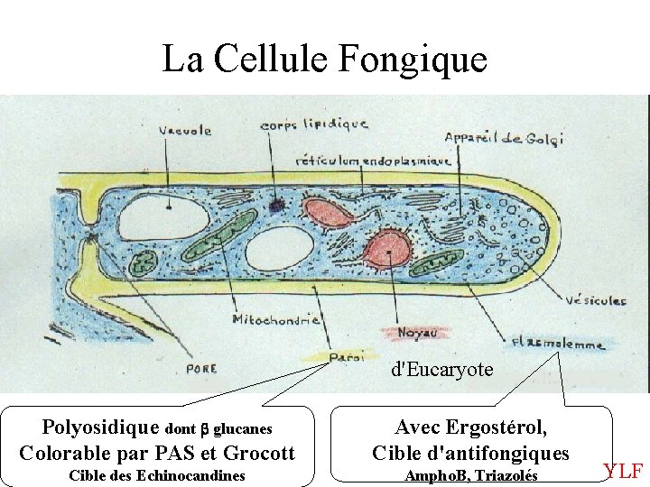 La Cellule Fongique d'Eucaryote Polyosidique dont b glucanes Colorable par PAS et Grocott Avec