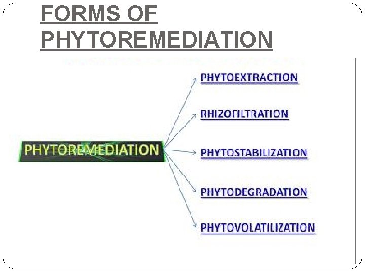 FORMS OF PHYTOREMEDIATION 