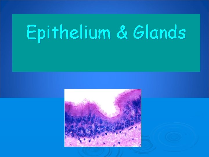 Epithelium & Glands 
