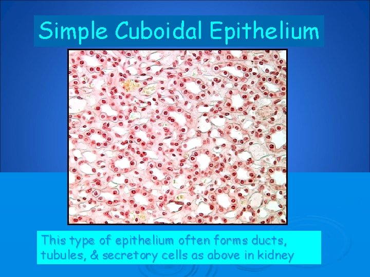 Simple Cuboidal Epithelium This type of epithelium often forms ducts, tubules, & secretory cells