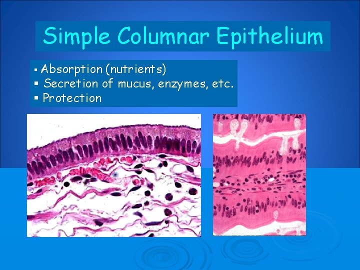 Simple Columnar Epithelium § Absorption (nutrients) § Secretion of mucus, enzymes, etc. § Protection