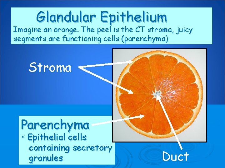 Glandular Epithelium Imagine an orange. The peel is the CT stroma, juicy segments are