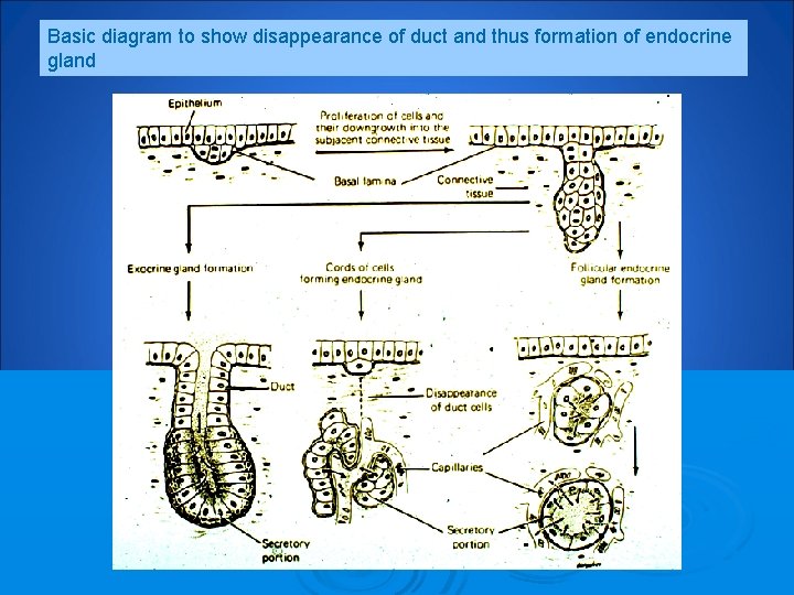 Basic diagram to show disappearance of duct and thus formation of endocrine gland 