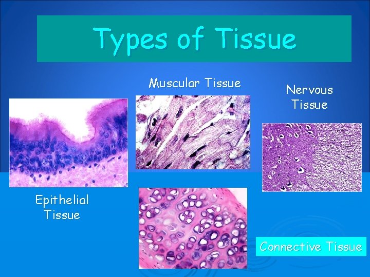 Types of Tissue Muscular Tissue Nervous Tissue Epithelial Tissue Connective Tissue 