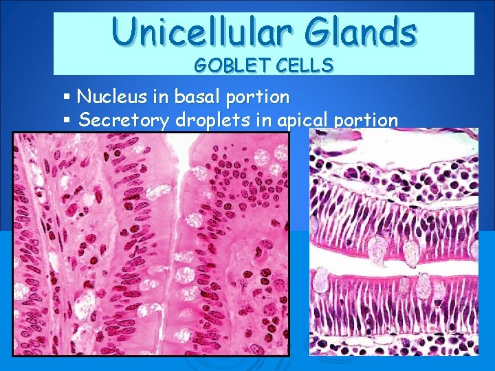 Unicellular Glands GOBLET CELLS § Nucleus in basal portion § Secretory droplets in apical