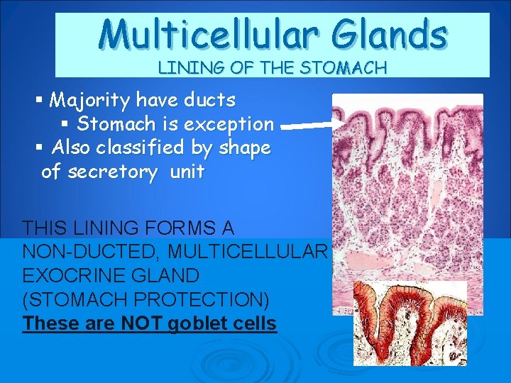 Multicellular Glands LINING OF THE STOMACH § Majority have ducts § Stomach is exception