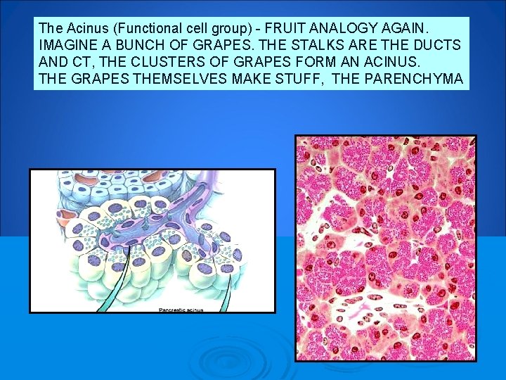 The Acinus (Functional cell group) - FRUIT ANALOGY AGAIN. IMAGINE A BUNCH OF GRAPES.