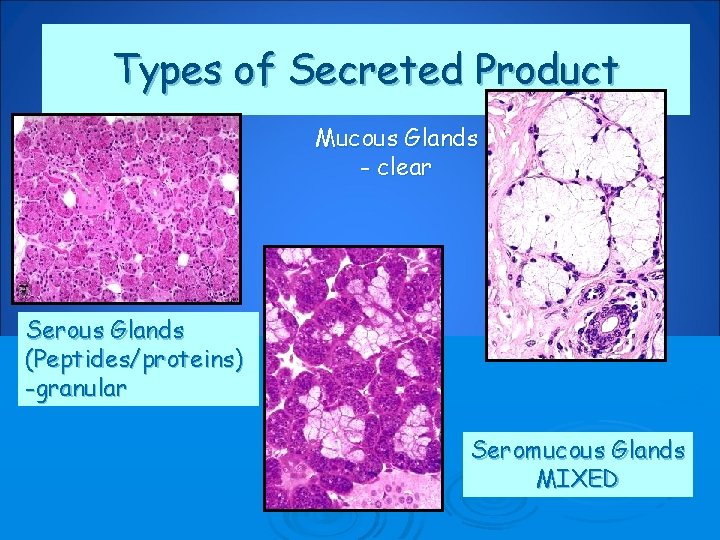 Types of Secreted Product Mucous Glands - clear Serous Glands (Peptides/proteins) -granular Seromucous Glands