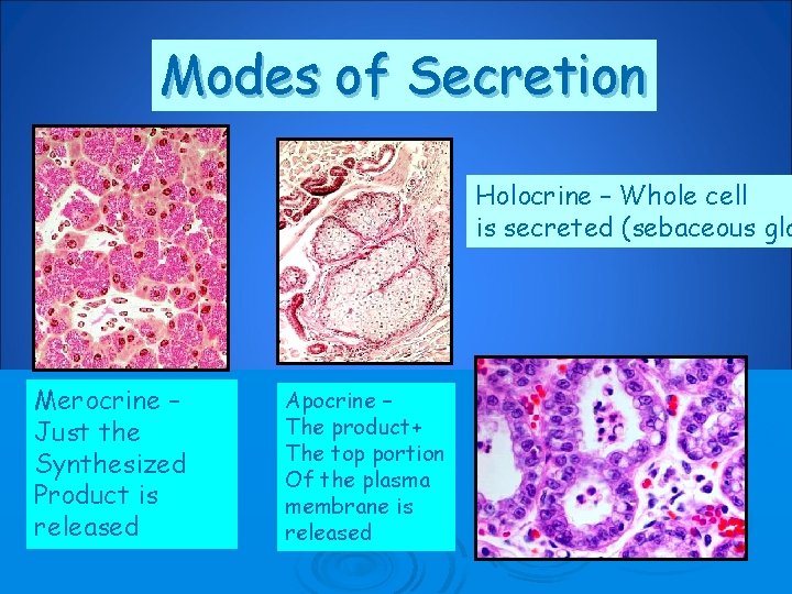 Modes of Secretion Holocrine – Whole cell is secreted (sebaceous gla Merocrine – Just