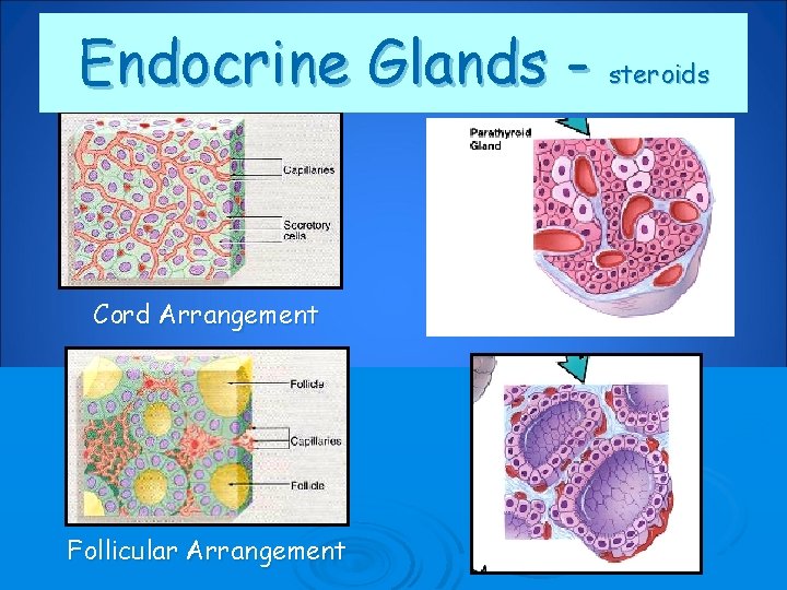 Endocrine Glands - steroids Cord Arrangement Follicular Arrangement 