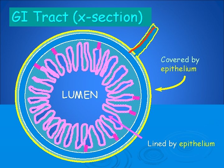 GI Tract (x-section) Covered by epithelium LUMEN Lined by epithelium 