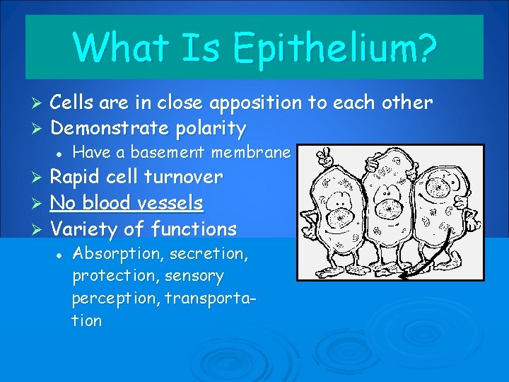 What Is Epithelium? Cells are in close apposition to each other Ø Demonstrate polarity