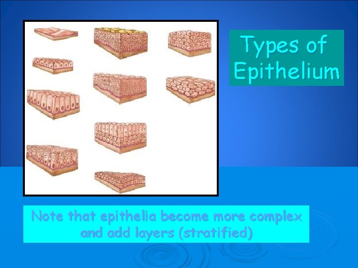 Types of Epithelium Note that epithelia become more complex and add layers (stratified) 
