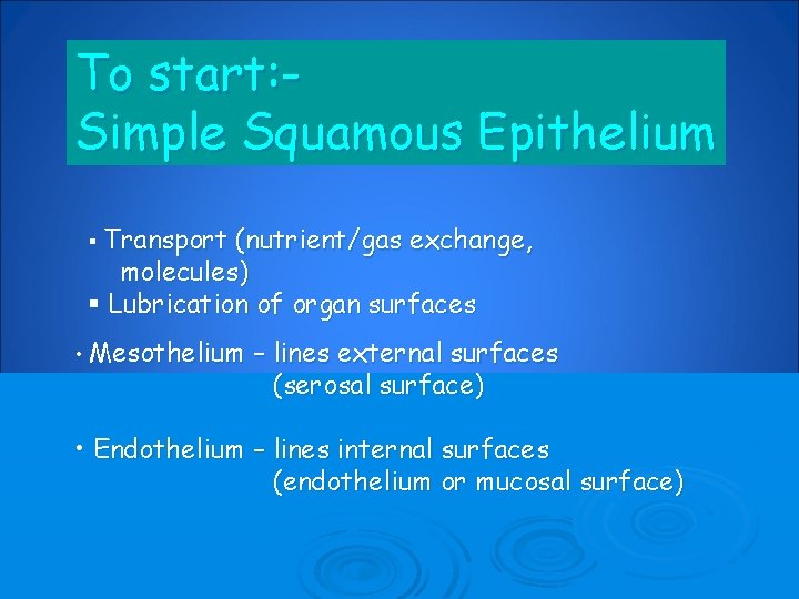 To start: Simple Squamous Epithelium § Transport (nutrient/gas exchange, molecules) § Lubrication of organ