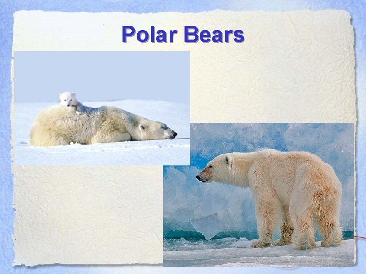 Polar Bears 