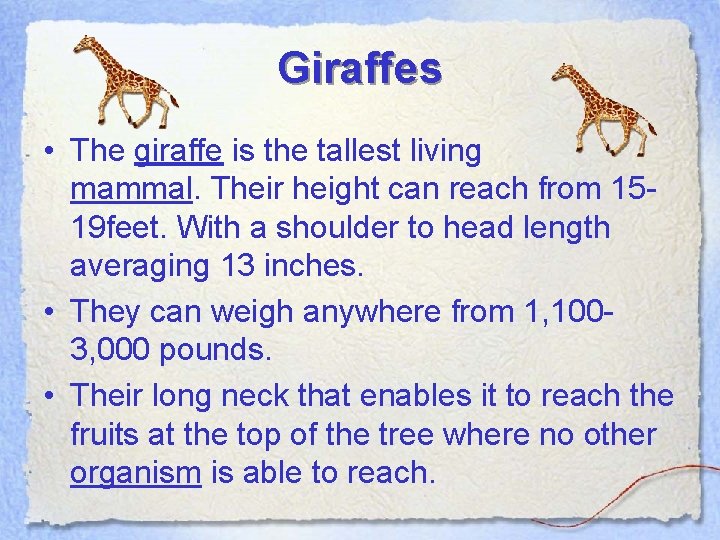 Giraffes • The giraffe is the tallest living mammal. Their height can reach from