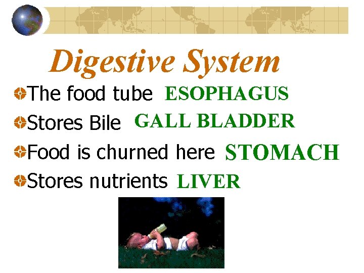 Digestive System The food tube ESOPHAGUS Stores Bile GALL BLADDER Food is churned here