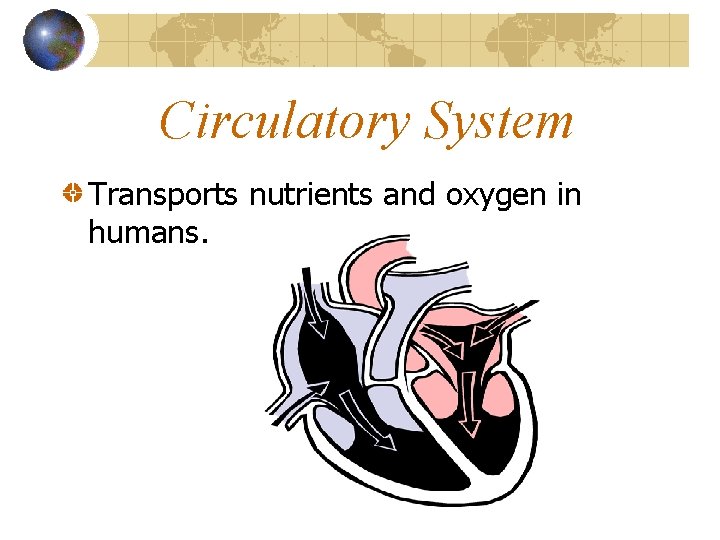 Circulatory System Transports nutrients and oxygen in humans. 