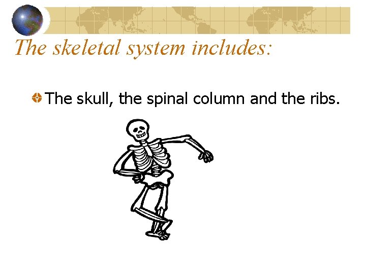 The skeletal system includes: The skull, the spinal column and the ribs. 