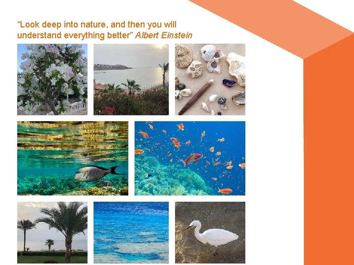 “Look deep into nature, and then you will understand everything better” Albert Einstein “Look deep into nature, and then you will understand everything better” Albert Einstein