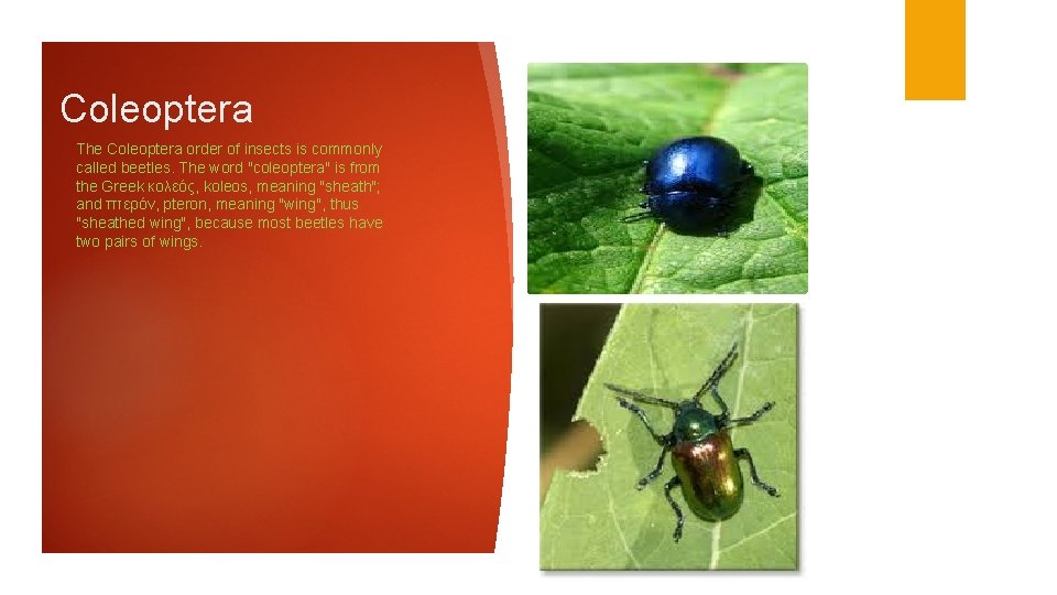 Coleoptera The Coleoptera order of insects is commonly called beetles. The word "coleoptera" is