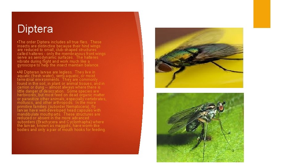 Diptera • The order Diptera includes all true flies. These insects are distinctive because