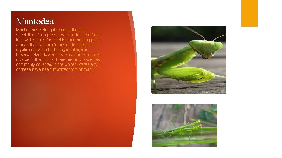 Mantodea Mantids have elongate bodies that are specialized for a predatory lifestyle: long front