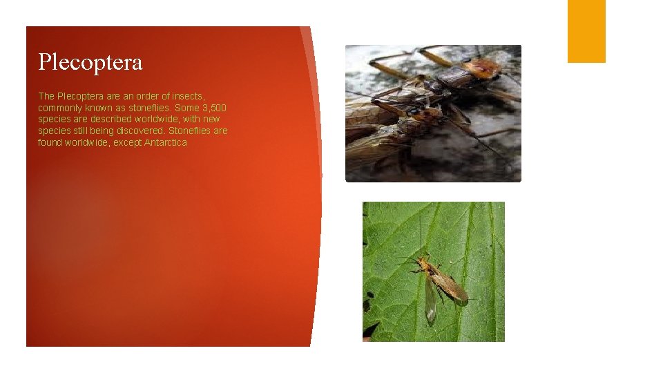 Plecoptera The Plecoptera are an order of insects, commonly known as stoneflies. Some 3,