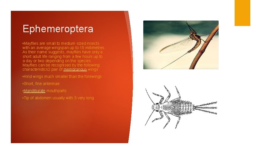 Ephemeroptera • Mayflies are small to medium sized insects with an average wingspan up