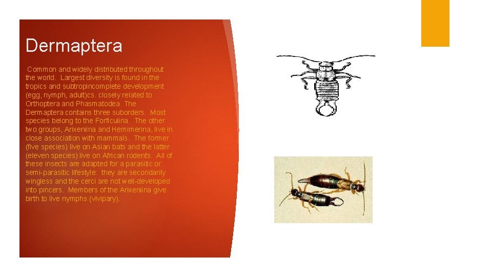 Dermaptera Common and widely distributed throughout the world. Largest diversity is found in the
