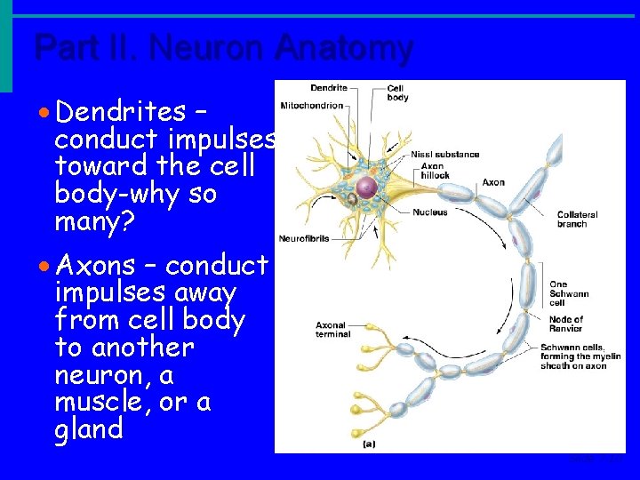 Part II. Neuron Anatomy · Dendrites – conduct impulses toward the cell body-why so Part II. Neuron Anatomy · Dendrites – conduct impulses toward the cell body-why so