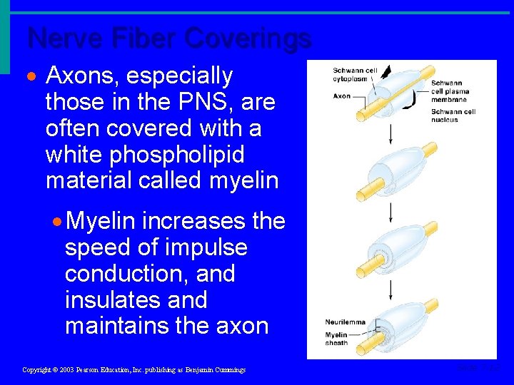 Nerve Fiber Coverings · Axons, especially those in the PNS, are often covered with Nerve Fiber Coverings · Axons, especially those in the PNS, are often covered with