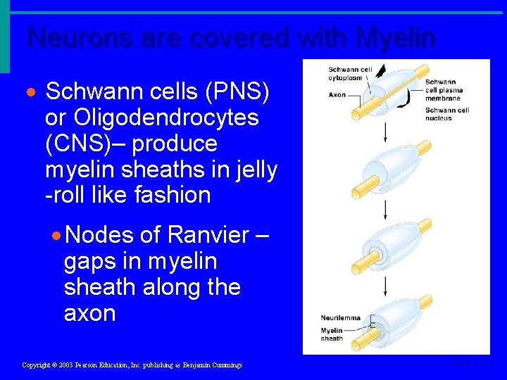 Neurons are covered with Myelin · Schwann cells (PNS) or Oligodendrocytes (CNS)– produce myelin Neurons are covered with Myelin · Schwann cells (PNS) or Oligodendrocytes (CNS)– produce myelin