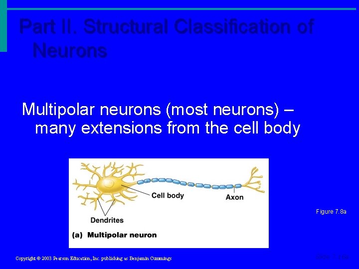 Part II. Structural Classification of Neurons Multipolar neurons (most neurons) – many extensions from Part II. Structural Classification of Neurons Multipolar neurons (most neurons) – many extensions from