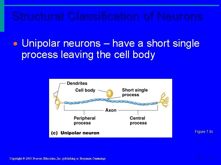 Structural Classification of Neurons · Unipolar neurons – have a short single process leaving Structural Classification of Neurons · Unipolar neurons – have a short single process leaving