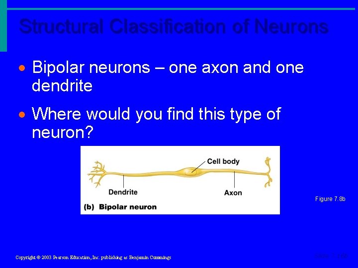 Structural Classification of Neurons · Bipolar neurons – one axon and one dendrite · Structural Classification of Neurons · Bipolar neurons – one axon and one dendrite ·
