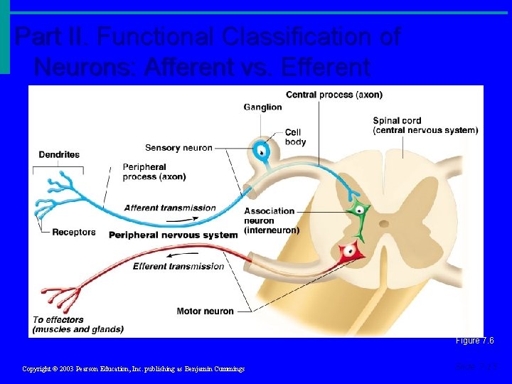 Part II. Functional Classification of Neurons: Afferent vs. Efferent Figure 7. 6 Copyright © Part II. Functional Classification of Neurons: Afferent vs. Efferent Figure 7. 6 Copyright ©