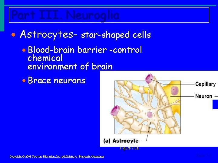 Part III. Neuroglia · Astrocytes- star-shaped cells · Blood-brain barrier -control chemical environment of Part III. Neuroglia · Astrocytes- star-shaped cells · Blood-brain barrier -control chemical environment of