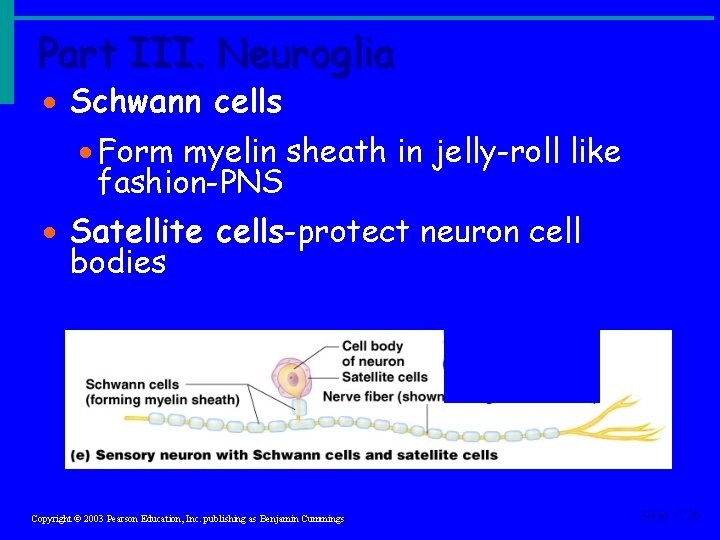 Part III. Neuroglia · Schwann cells · Form myelin sheath in jelly-roll like fashion-PNS Part III. Neuroglia · Schwann cells · Form myelin sheath in jelly-roll like fashion-PNS