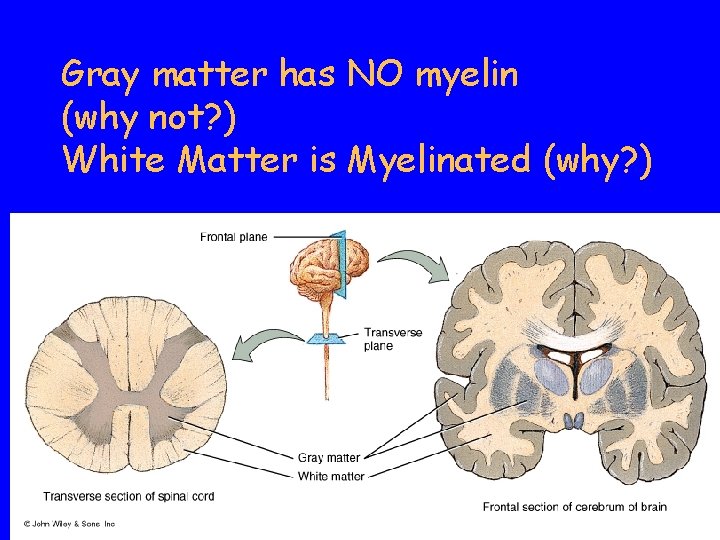 Gray matter has NO myelin (why not? ) White Matter is Myelinated (why? ) Gray matter has NO myelin (why not? ) White Matter is Myelinated (why? )