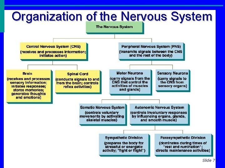 Organization of the Nervous System Copyright © 2003 Pearson Education, Inc. publishing as Benjamin Organization of the Nervous System Copyright © 2003 Pearson Education, Inc. publishing as Benjamin