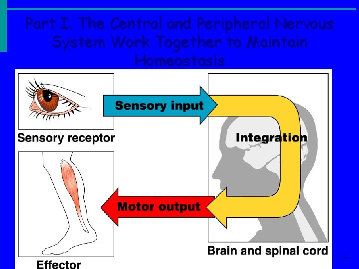 Part I. The Central and Peripheral Nervous System Work Together to Maintain Homeostasis Figure Part I. The Central and Peripheral Nervous System Work Together to Maintain Homeostasis Figure