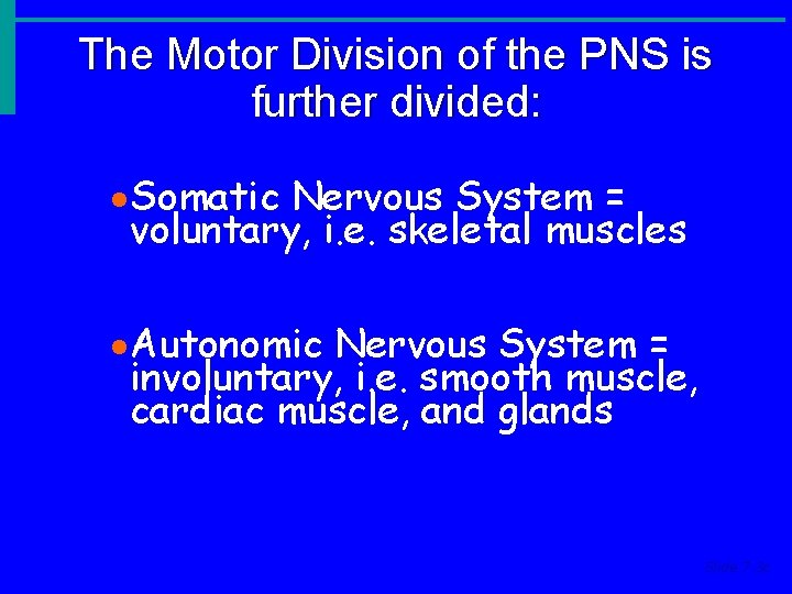 The Motor Division of the PNS is further divided: · Somatic Nervous System = The Motor Division of the PNS is further divided: · Somatic Nervous System =