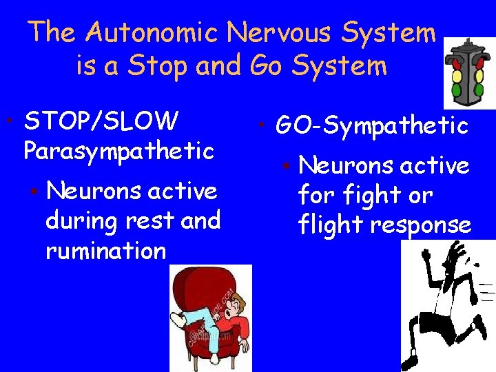 The Autonomic Nervous System is a Stop and Go System • STOP/SLOW Parasympathetic • The Autonomic Nervous System is a Stop and Go System • STOP/SLOW Parasympathetic •